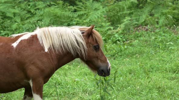 The horse eats green grass in the meadow close-up. Brown stallion in the pasture