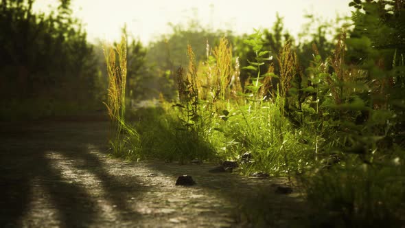 Puddles and Mud and Green Grass on a Dirt Road