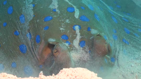 Super close up of Blue spotted ribbontail ray (Taeniura lymma) digging in sand for food