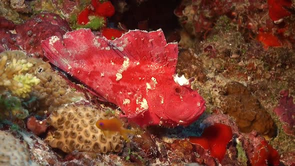 Pink Leaf scorpionfish sitting on coral reef. A wide angle shot of a pink Leaf Fish on a coral reef
