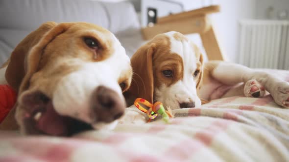 Close Up Footage of Two Cute Beagle Puppies Lying on Bed and Playing with Toys in Slowmotion