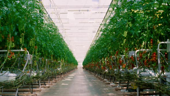 Tomato Cherry Plantation Growing in Greenhouse