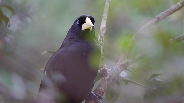 A Psarocolius Decumanus Bird Sitting on a Branch in the Wooded Forest Looking Around with Blurred Fo