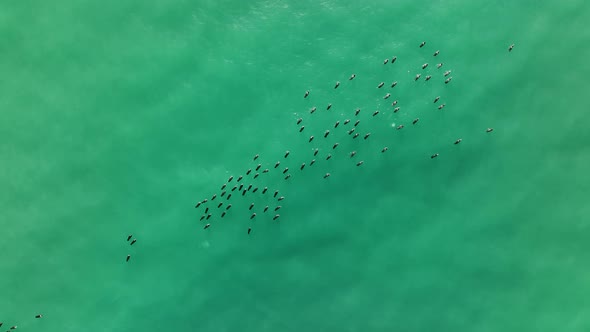 A flock of Wild Ducks swims in the Sea aerial view 4 K