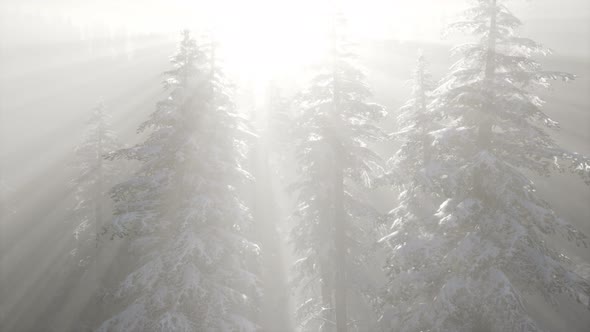 Misty Fog in Pine Forest on Mountain Slopes