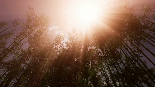 Bamboo Forest Garden alt