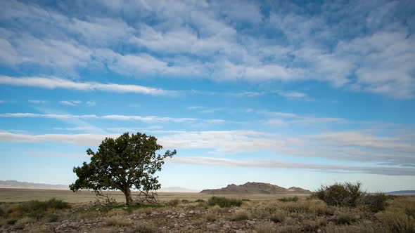 Time lapse viewing single tree in desert landscape