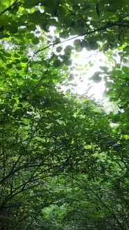 Vertical Video of Beautiful Green Forest By Day