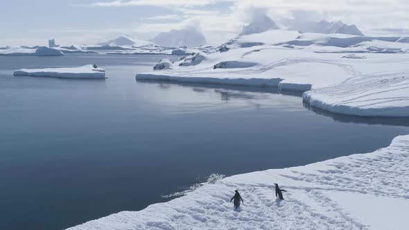 Antarctic Penguins Walks on Ice and Jumps in Water