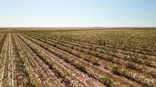 Drone flying low while slowly turning left over cotton farm field.