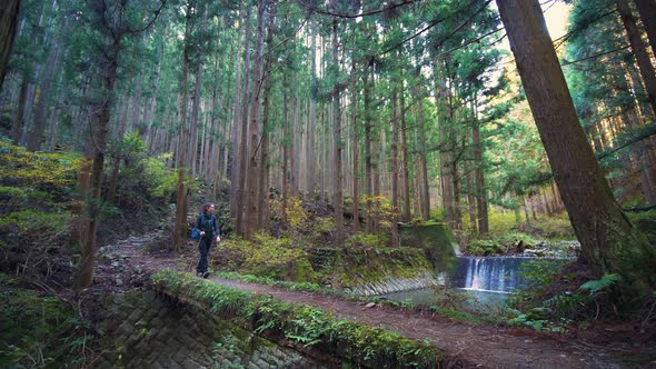 Static, hiker crosses bridge next to waterfall in lush pine forest, Japan