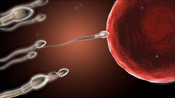 Fertilization of Human Egg Cell 