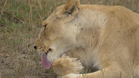 Close up of a lioness cleaning its paw 