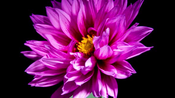 Purple Dahlia Opening Flower in Time Lapse on a Black Background. Blooming Plant 