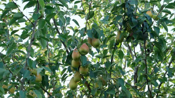 Pear Fruit