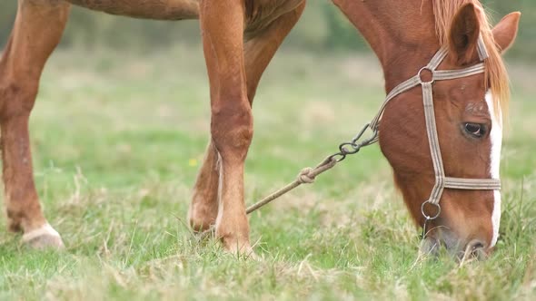 Beautiful chestnut horse grazing in green grassland summer field.