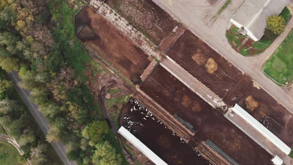 Aerial drone shot of herd of cows eating at trough. Modern farm barn with milking cows eating hay