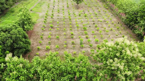 Cacao farm from the aerial view.