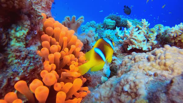 Clownfish Red Anemone