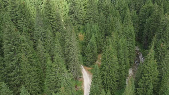 Descent From The Air Over A Road And Fresh Evergreen Forest In The Mountains 1