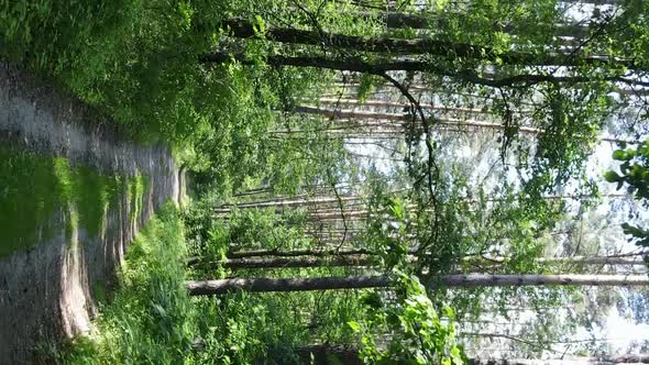 Vertical Video Aerial View Inside a Green Forest with Trees in Summer