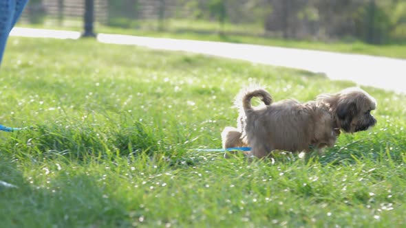 Puppy Walks Along Lawn Near Owners Legs and Sniffs Pillar