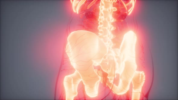 Transparent Human Body with Visible Bones alt