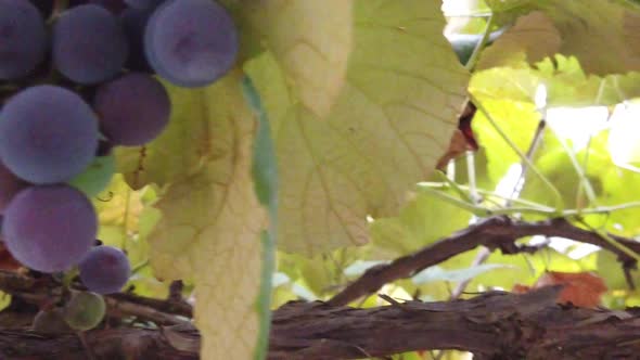 Close up shot of grapes hanging with green leaves around autumn season