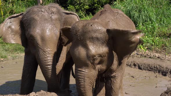 Two big  elephants bathing in a mud.