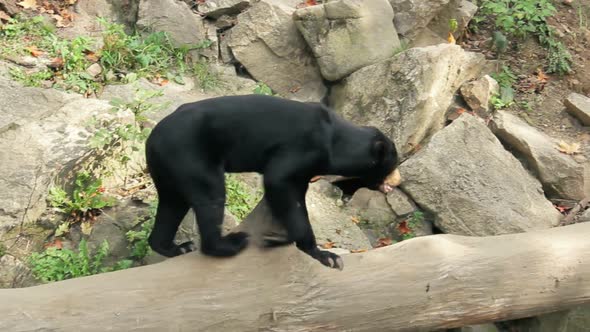 Sun bear also known as a Malaysian bear (Helarctos malayanus)