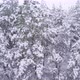 Winter Forest - VideoHive Item for Sale