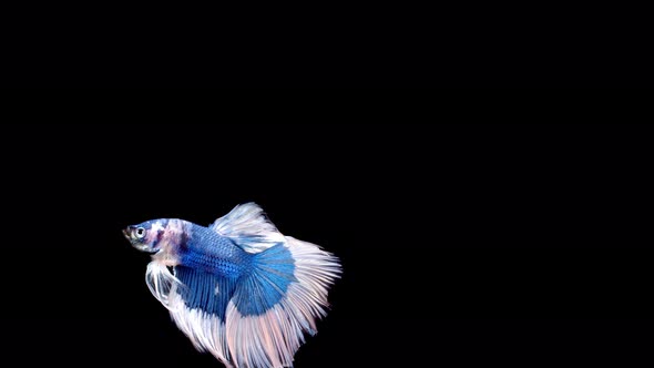 Slow motion of Siamese fighting fish (Betta splendens), well known name is Plakat Thai alt