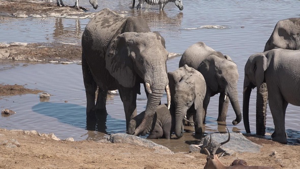 A herd of African elephants drink from a waterhole at dusk in Etosha National Park, Namibia, Africa.