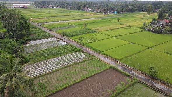 Aerial View of indonesia traditional village and Rice Field.