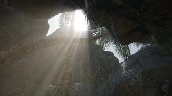 Big Palms in Stone Cave with Rays of Sunlight