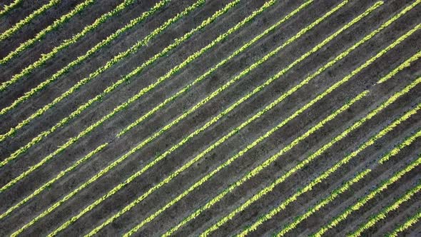 AERIAL RISING PLAN VIEW - Grape vines in the sunshine