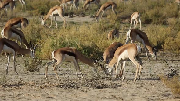 Fighting Springbok Antelopes