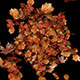 Autumn Leaves Particles Burst no Plugins - VideoHive Item for Sale