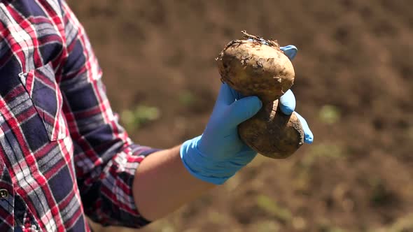 Farmer Holding Freshly Dug Potatoes on the Background of a Working Tractor