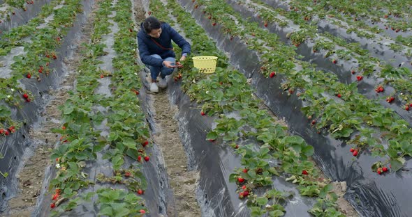 Woman cut strawberry in the farm