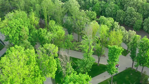 Morning Park with Young Green Trees and Paths in the Spring Morning  Drone Flight Over the Park