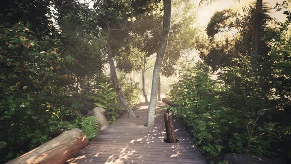 Wooden Pathway Leading Through the Dense Forest in National Park