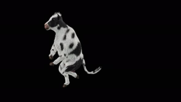 Cow Dance 4K