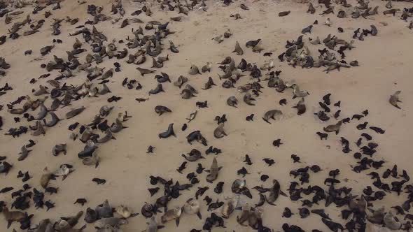 Aerial footage of the beach with the colony of seals with their babies, Namibia