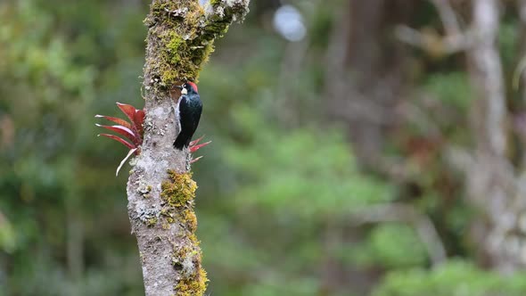 Acorn Woodpecker (melanerpes formicivorus) on a Tree in Costa Rica Rainforest, Beautiful Birds and N