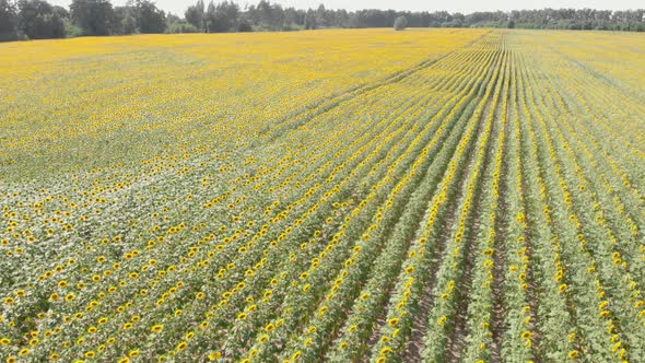 Blooming sunflowers in sun. Sunflower fields.