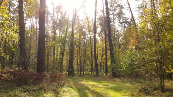 Forest with Trees in an Autumn Day