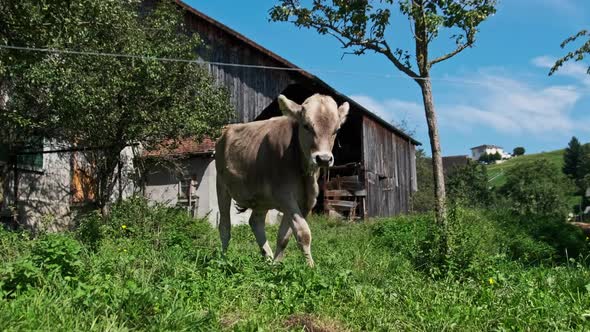 Domestic Bull Grazes in Backyard on Green Meadow By Blue Sky Ecological Place