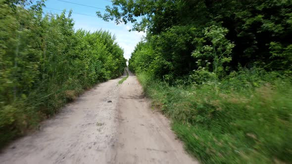 Dirt Road Between Tall Trees with Green Leaves on Sunny Summer Day