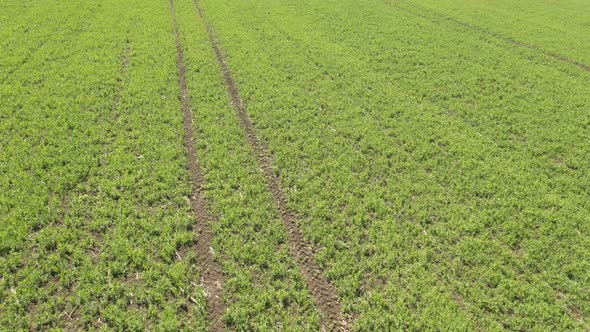 Spring crops of peas after spraying with agricultural machinery 4K aerial footage